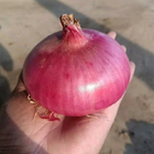 200pcs/bag common onion seeds Normal vegetable red bulb onion seed