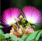 Pink flower Albizia julibrissin seeds Persian silk tree seed for decoration