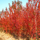 Decoration tree Acer rubrum seeds water soft swamp maple seed for planting
