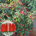 China sell Capsicum frutescens seeds Tabasco Peppers seed hot fruits for cultivar
