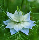 Mixed colors ripe love-in-a-mist Nigella sativa seeds black cumin seed for planting