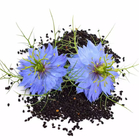 Mixed colors ripe love-in-a-mist Nigella sativa seeds black cumin seed for planting