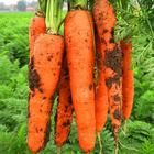 300g/tin high yeild fast grow ripe carrot seeds hybrid vegetable seed for sale
