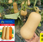 New collected delicious Mini Butternut squash seeds gramma winter for growing