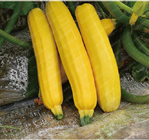 F1 hybrid Cucurbita pepo Vegetable seed Summer squash seeds for farming
