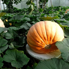 Fast growing america Cucurbita Maxima seeds giant pumpkin seeds for feature vegetable