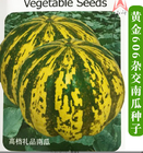 NON-GMO Vegetable Delicata squash seeds pumpkin variety for sow