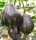Health vegetable Acorn squash seeds pepper squash Des Moines squash seed for sowing