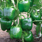 Premium 5g/bag sweet fragile green bell pepper seeds for farming