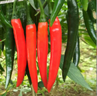 1000pcs/bag hotsale hybrid cayenne pepper seeds Capsicum annuum for plants