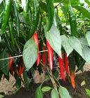 1000pcs/bag hotsale hybrid cayenne pepper seeds Capsicum annuum for plants