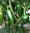Mexico jalapeno chili pepper seeds Capsicum annuum for sowing