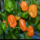 5pcs/bag Super hot habanero seeds yellow hottest pepper chili pepper seeds for sowing