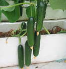 Premium grade Early Maturity Vegetable Seed stingless Little Cucumber Seeds