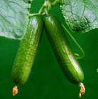 Premium grade Early Maturity Vegetable Seed stingless Little Cucumber Seeds