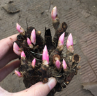 Fresh live Perennial flowers roots Chinese herbaceous peony buds for sale