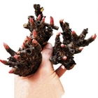 Fresh live Perennial flowers roots Chinese herbaceous peony buds for sale