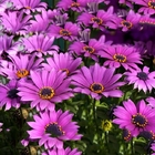 Mixed colors flowers F1 Osteospermum seeds daisybushes African daisies seed