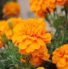 Easily grown flower Tagetes patula seeds French marigold for planting