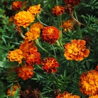Easily grown flower Tagetes patula seeds French marigold for planting