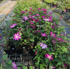 New live planting Clematis florida fresh roots with many flower colors