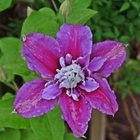New live planting Clematis florida fresh roots with many flower colors