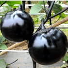 3g Wholesale early mature purple round hybrid eggplant seeds for vegetable planting