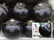 Non-gmo china high yeild black Solanum melongena Ronde de Valence seeds