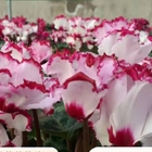 15pcs mix colors Beautiful Flower Seeds for Home Plant Pot Indoor Perennials Cyclamen Seeds