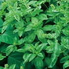 100g/bag fragrant green great basil culinary Basil seeds for sale