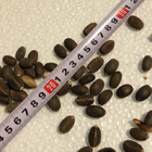 New ripe bulk loose Jatropha curcas seeds physic nut Barbados nut for planting