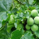 New ripe bulk loose Jatropha curcas seeds physic nut Barbados nut for planting