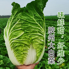 10g Non-gmo Green leaf vegetable Pekinensis chinese Cabbage seeds for grow