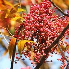 Street tree seed new colleced ripe Chinese pistache seeds for garden