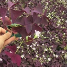 Wholesale Fresh purple leaf Oxalis triangularis Purpurea bulbs for houseplant