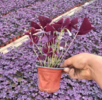 Chinese Natural outside Purple shamrock roots purple clover bulbs for sale