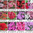Chinese pinks seed rainbow Dianthus Chinensis seeds with blended flower colours
