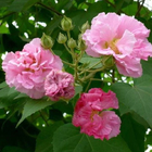 Loose new Cotton rose seed Hibiscus mutabilis seeds Confederate rose pink flowers