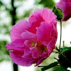 Loose new Cotton rose seed Hibiscus mutabilis seeds Confederate rose pink flowers