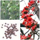 Chinese endemic plant Bombax ceiba seeds red flower Malabar silk-cotton tree seed