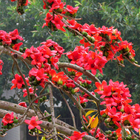 Chinese endemic plant Bombax ceiba seeds red flower Malabar silk-cotton tree seed