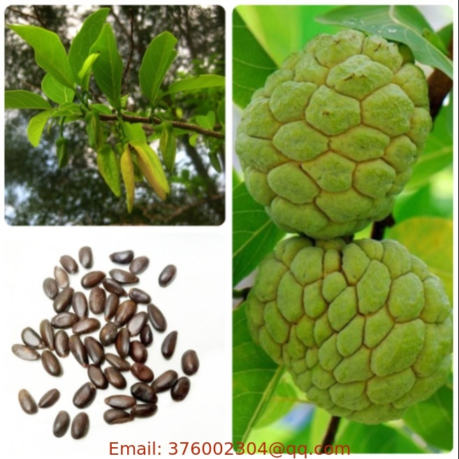 New custard apple seeds Annona reticulata fruit tree seed with high sprouting rate