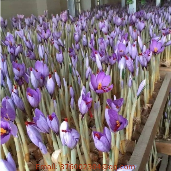 High quality flower Fresh Crocus sativus bulbs saffron crocus roots herb planting