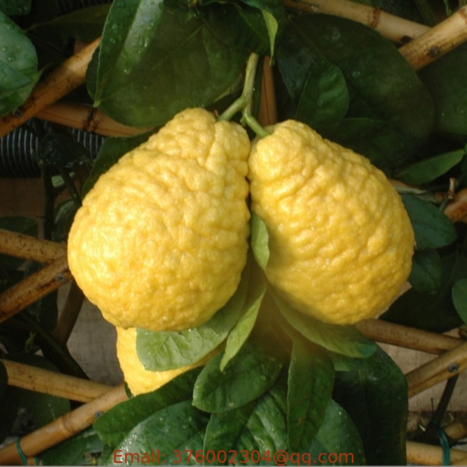 Large fragrant citron fruit seed citrus medica seeds for sowing