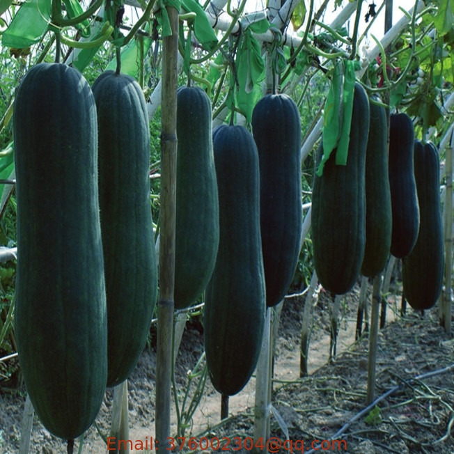 Dark green Chinese winter melon seeds long Wax gourd seed for special vegetable sow