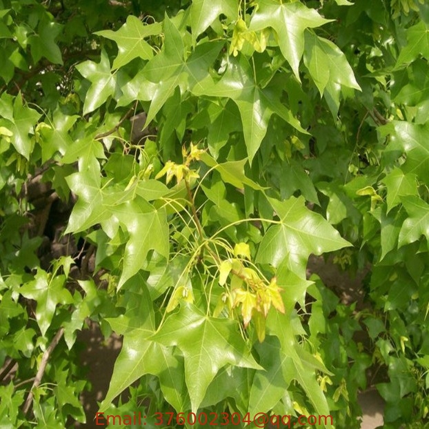 Sell acer truncatum bunge seeds Shantung maple seed for ornamental tree
