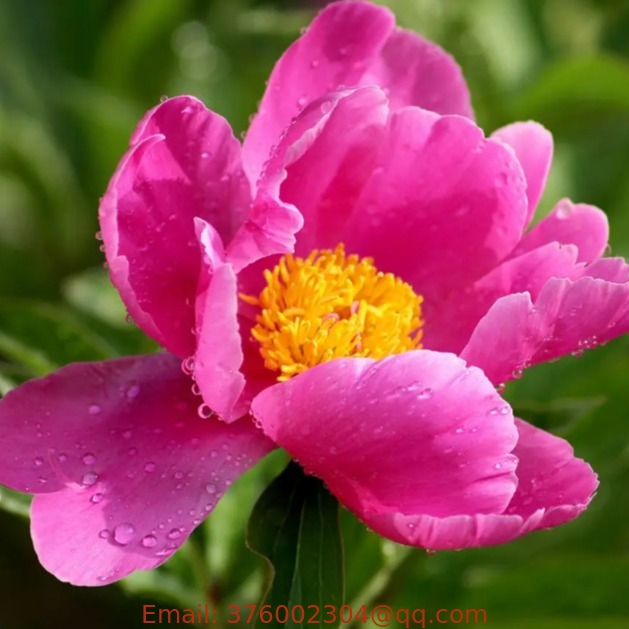 Ornamental flower plant china pure raw herbaceous peony seeds