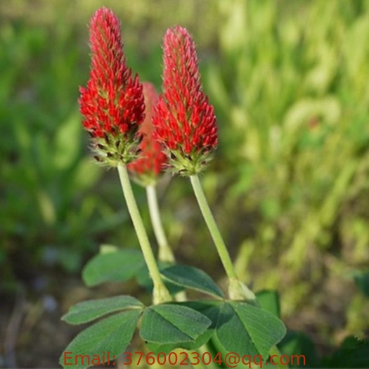 Italian Crimson Clover seeds Trifolium Incarnatum seed for decorative