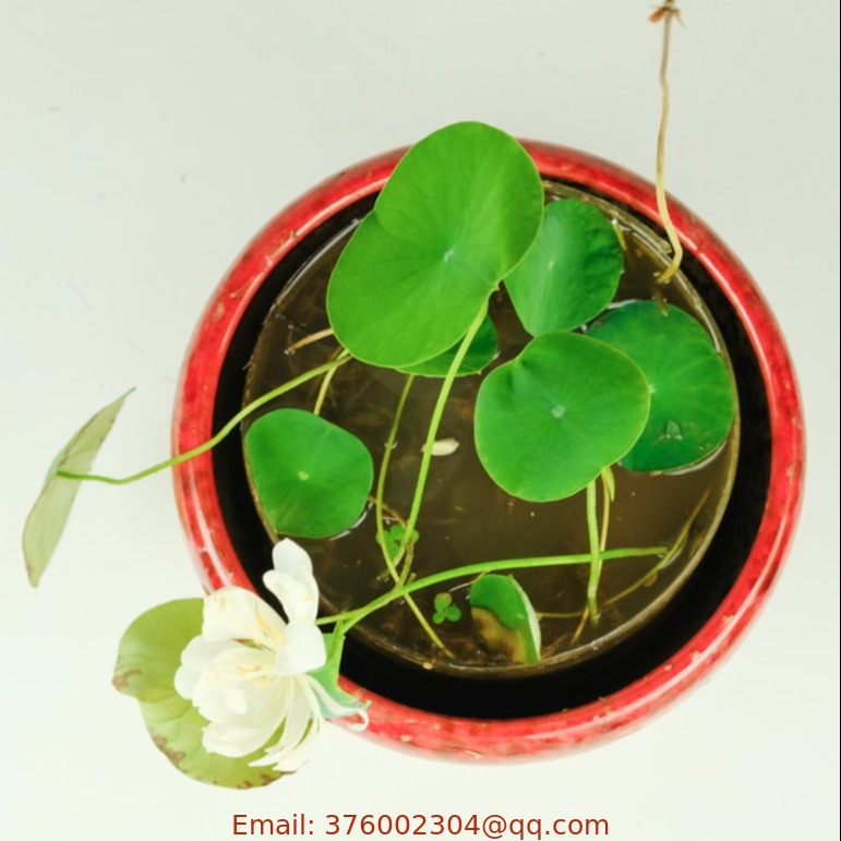 Hot selling feature Smallest Chinese Bowl Lotus seeds for growing