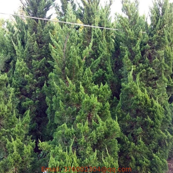 China supply Chinese juniper Sabina chinensis seeds for sale